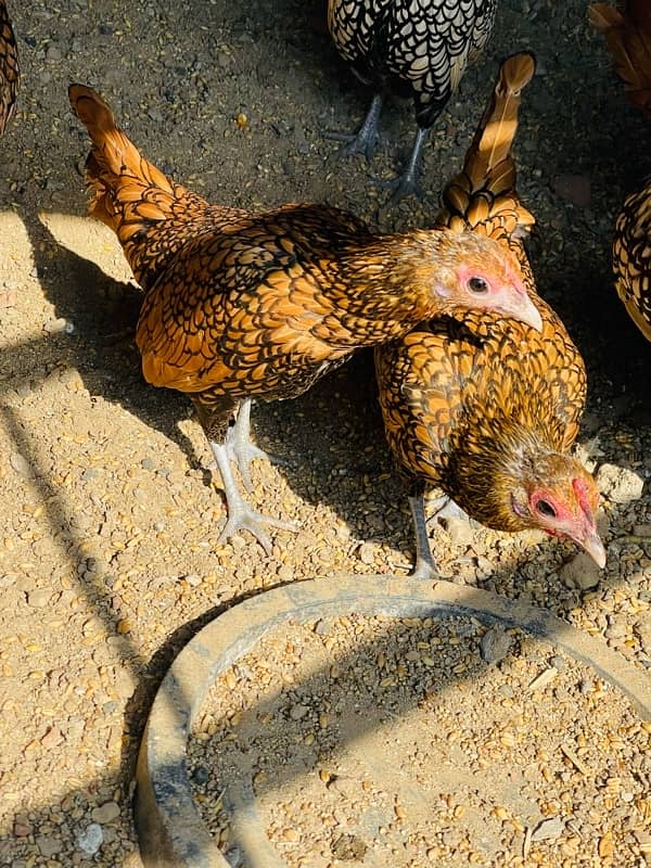 Golden Sebright and white Polish hens for sale 9