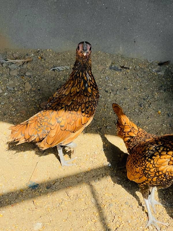 Golden Sebright and white Polish hens for sale 10