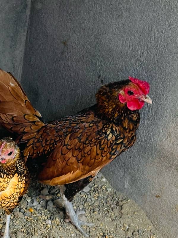 Golden Sebright and white Polish hens for sale 11