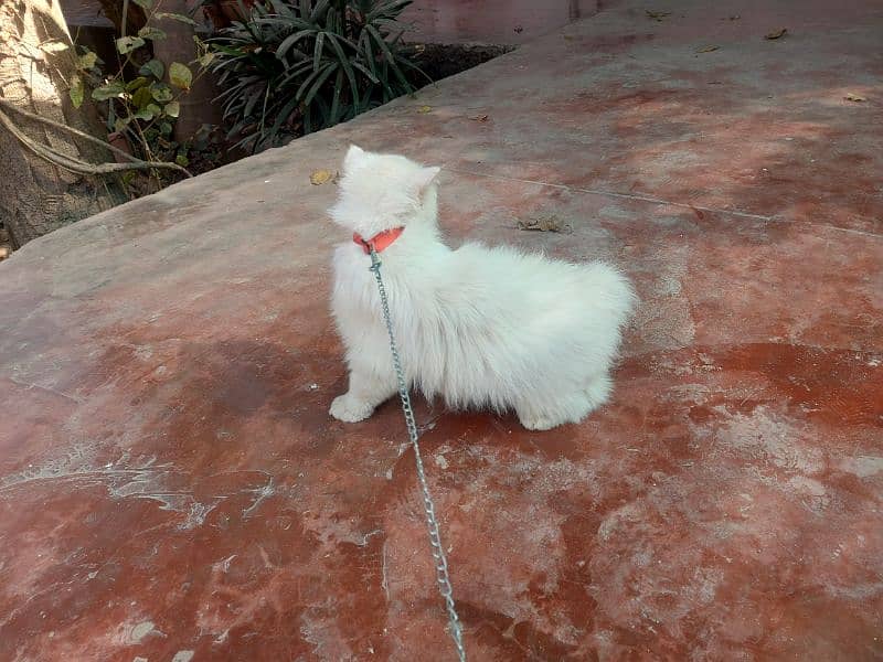 Persian cat for sale 0