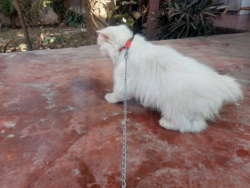 Persian cat for sale 1