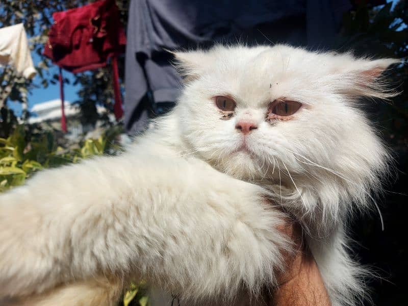 Persian cat for sale 2