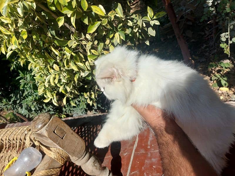 Persian cat for sale 3