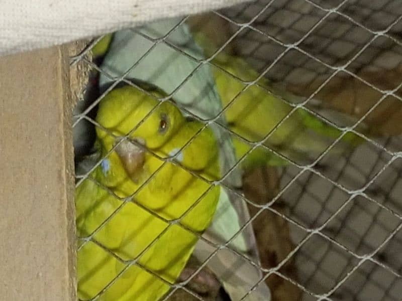 red eye Australia Latino albino budgie bujri for sale 0