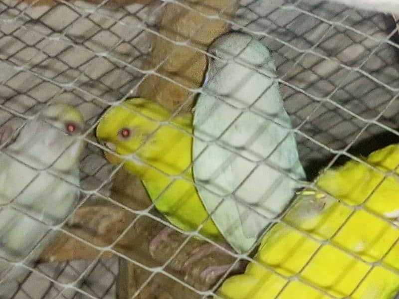 red eye Australia Latino albino budgie bujri for sale 1