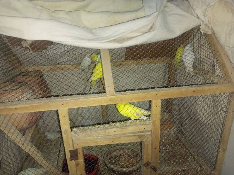 red eye Australia Latino albino budgie bujri for sale 2