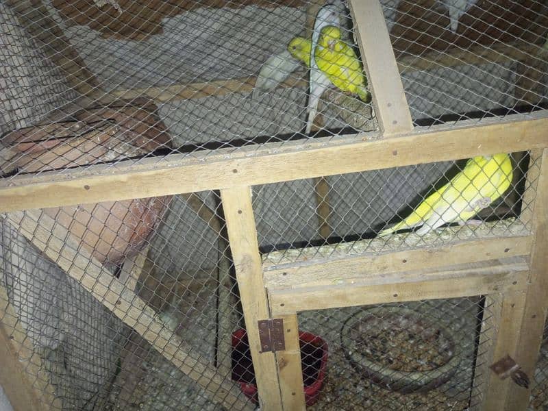 red eye Australia Latino albino budgie bujri for sale 6