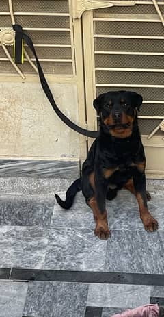 ROTTWEILER CONFIRM STUD MALE FOR STUD ONLY