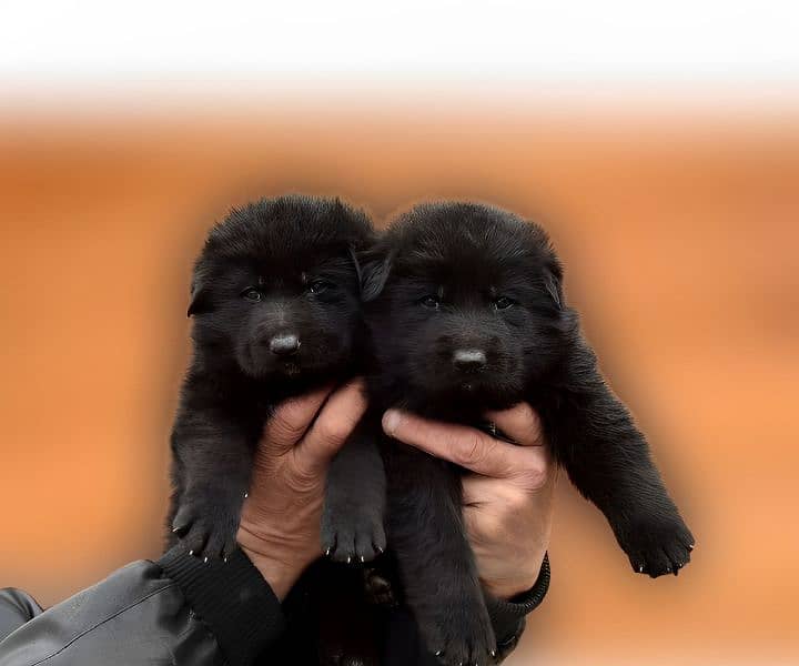 Imported Bloodline German Shepherd Puppies – Vaccinated & High Quality 1