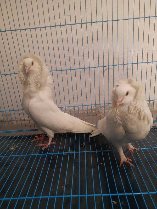 VIP. barider pair nakabposh. pair. ak. extra female Brown. whit lacky pa 3