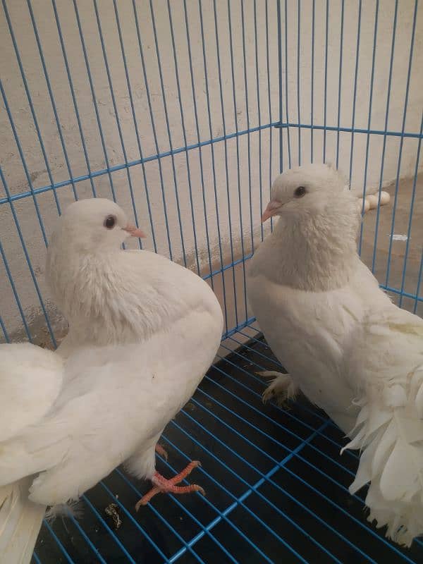 VIP. barider pair nakabposh. pair. ak. extra female Brown. whit lacky pa 6