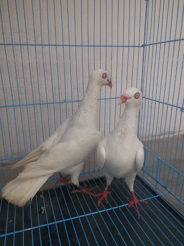 VIP. barider pair nakabposh. pair. ak. extra female Brown. whit lacky pa 7