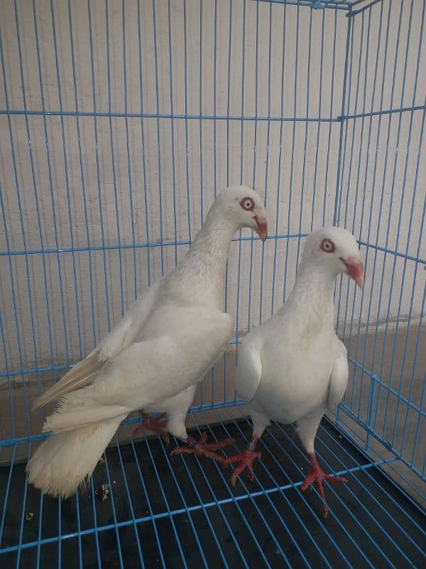 VIP. barider pair nakabposh. pair. ak. extra female Brown. whit lacky pa 10