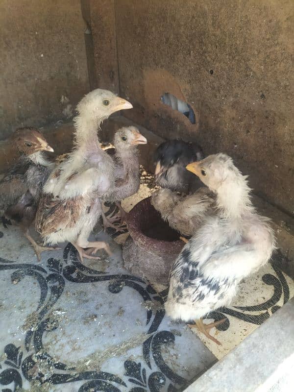 Aseel chicks mainwali cross laka age 1.5 month 0