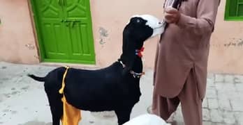 do bacchon wali desi bakri for sale call on 03134947622