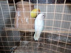 Breeder pair for sale Dacino into Albino