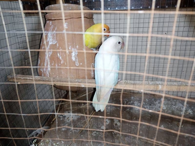 Breeder pair for sale Dacino into Albino 0