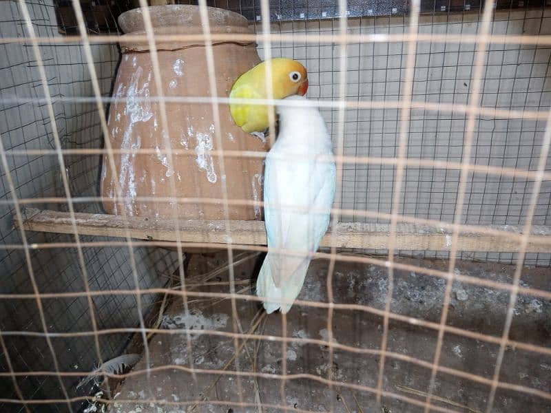 Breeder pair for sale Dacino into Albino 1