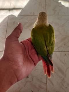 2 pineapple conure chicks for sale