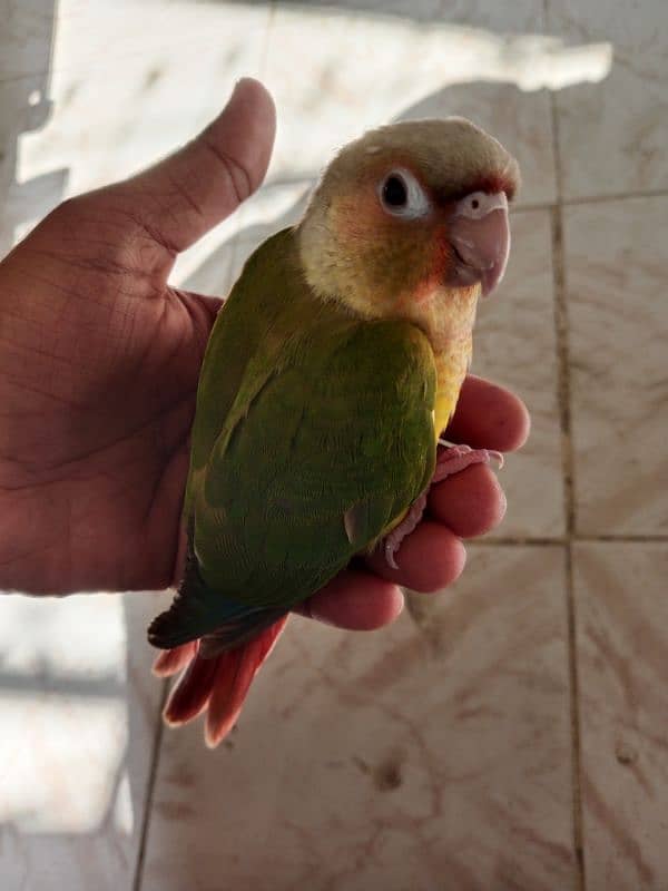 2 pineapple conure chicks for sale 1