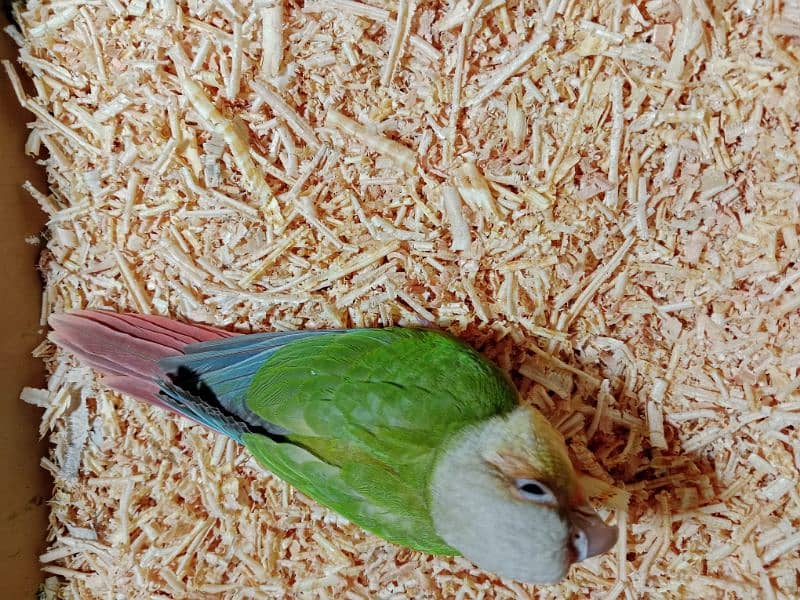 2 pineapple conure chicks for sale 2