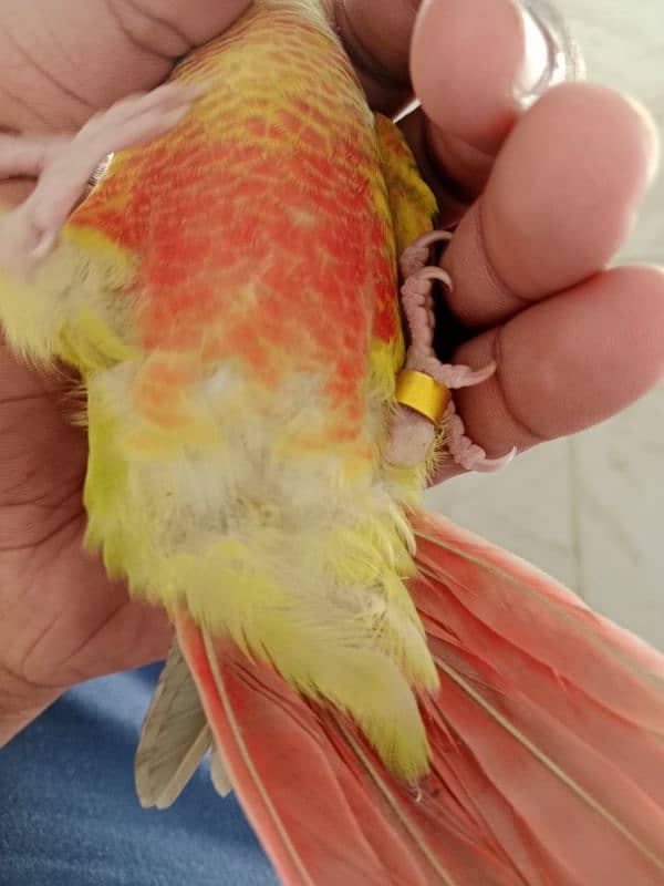 2 pineapple conure chicks for sale 3