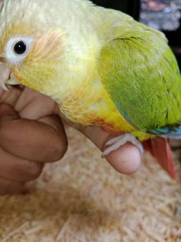 2 pineapple conure chicks for sale 4