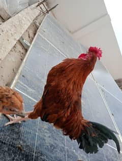 Cock ( male hen) Home Breed