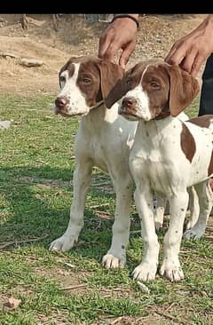 pointer jori age 2 month for sale