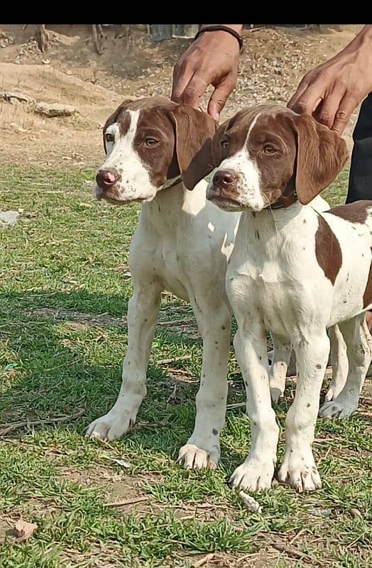 pointer jori age 2 month for sale 0