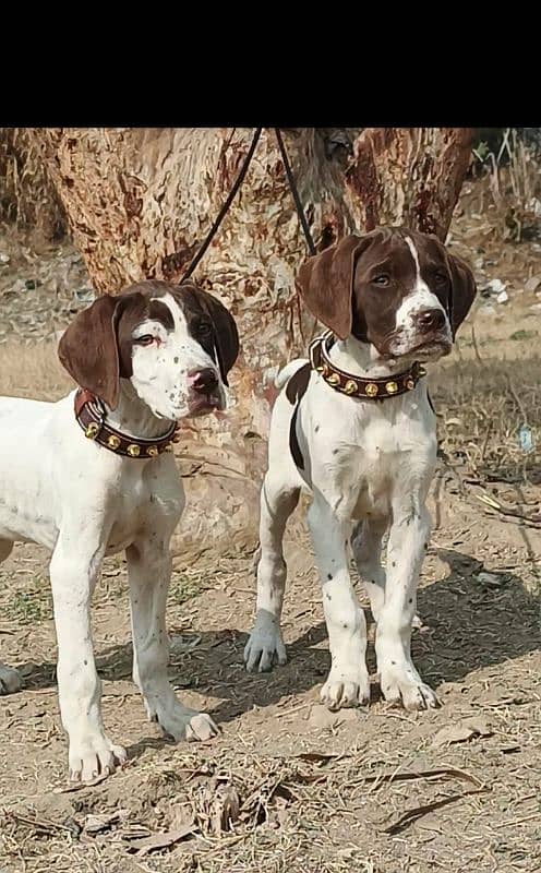 pointer jori age 2 month for sale 1