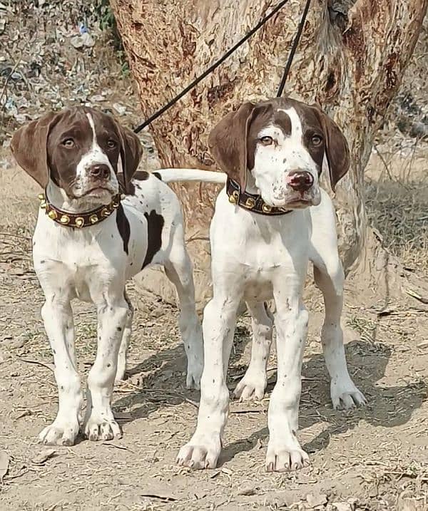 pointer jori age 2 month for sale 2