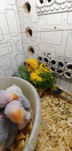 Sunconure Chiks