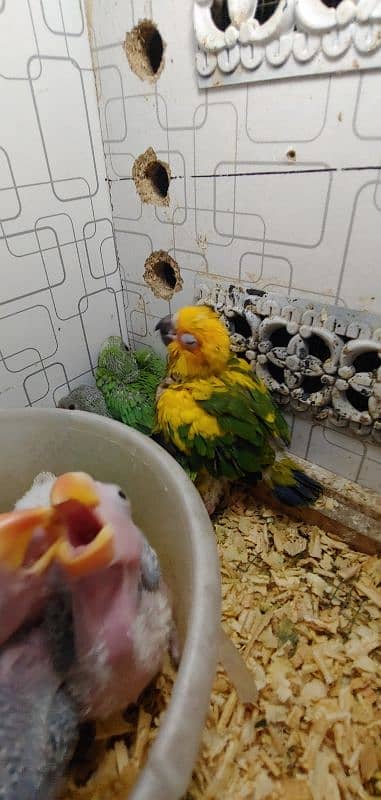 Sunconure Chiks 1