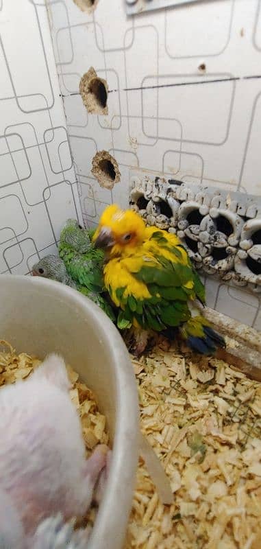 Sunconure Chiks 2