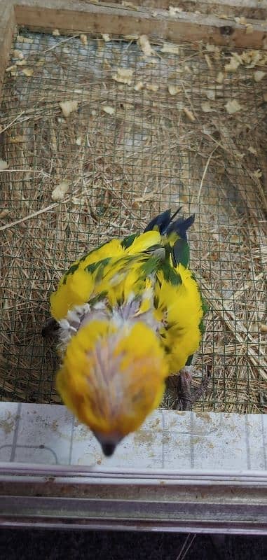 Sunconure Chiks 3