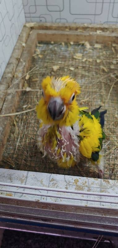 Sunconure Chiks 4