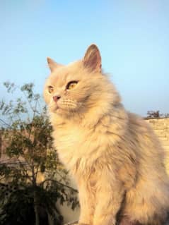 Persian cate for sale