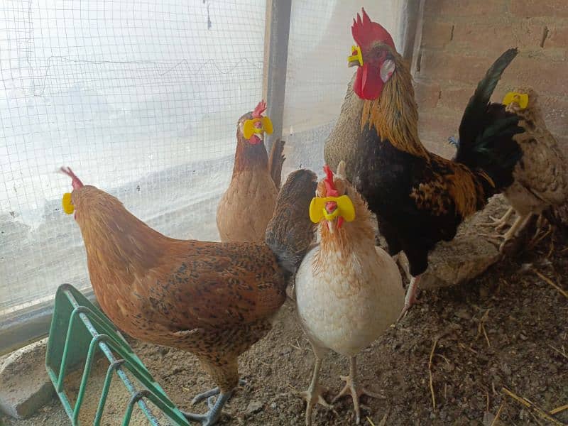 eggs laying hens for sale 0