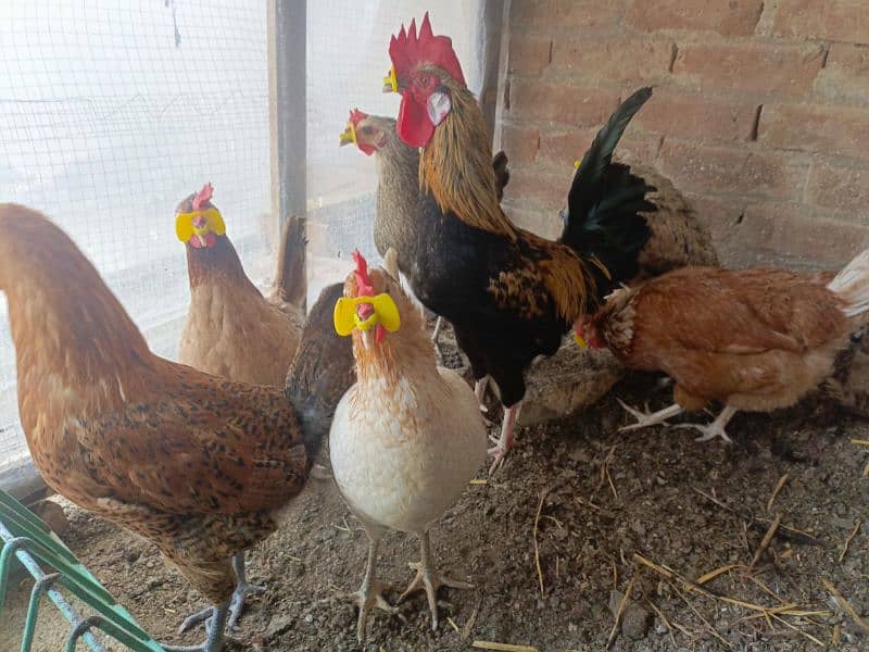 eggs laying hens for sale 1