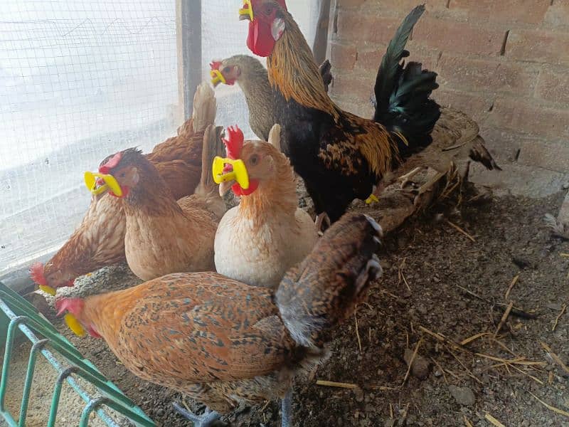 eggs laying hens for sale 2