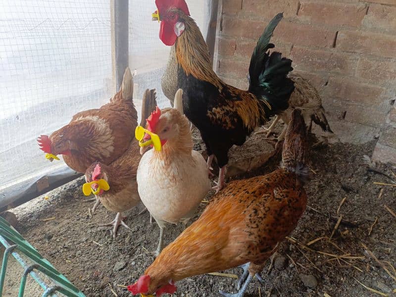 eggs laying hens for sale 3