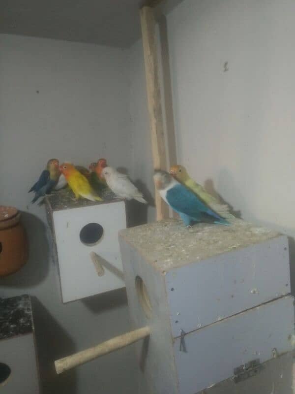 lovebird bride pair 9 one pair 3000 breeder pair healthy 0