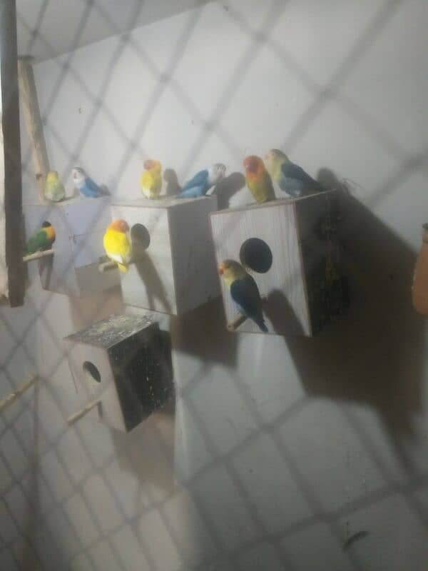 lovebird bride pair 9 one pair 3000 breeder pair healthy 1