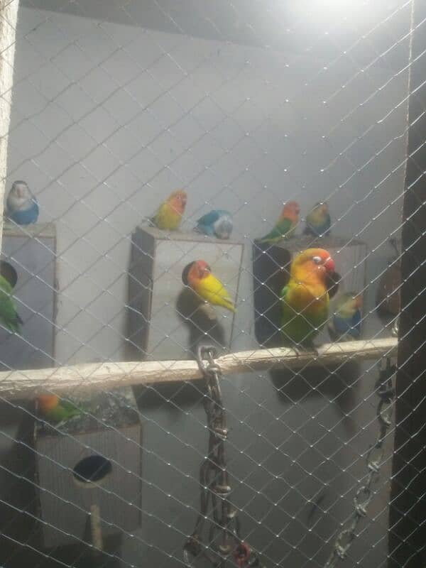 lovebird bride pair 9 one pair 3000 breeder pair healthy 2