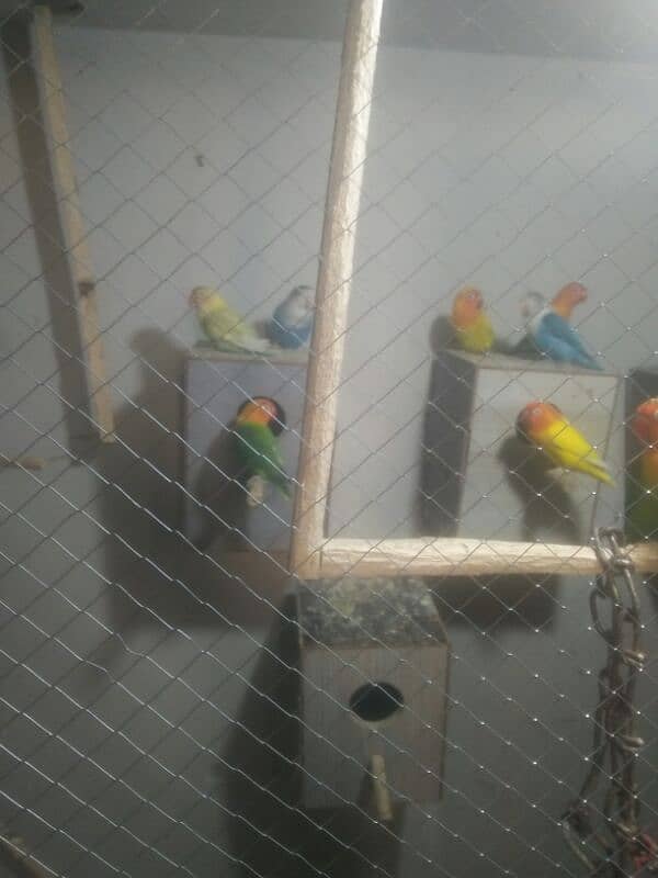 lovebird bride pair 9 one pair 3000 breeder pair healthy 3