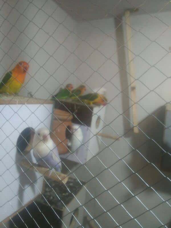 lovebird bride pair 9 one pair 3000 breeder pair healthy 4