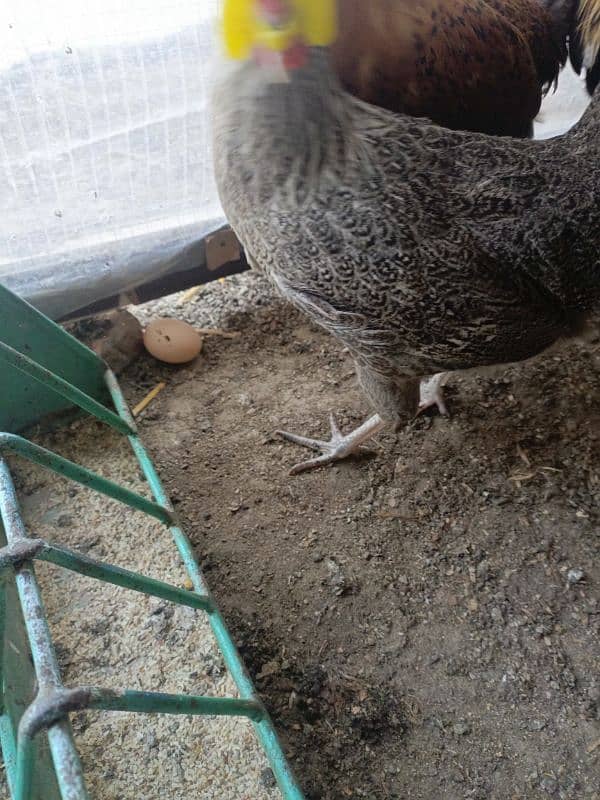 eggs laying hens for sale 4