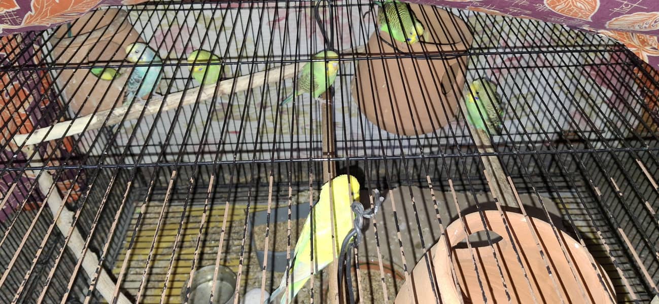 Colour budgies/ Domestic lovers, rainbow variety 0