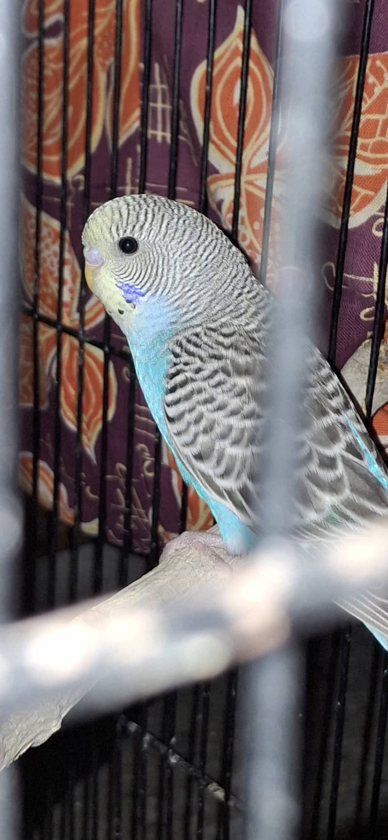 Colour budgies/ Domestic lovers, rainbow variety 1